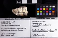 Foto (Objket + Etiketten) von Galatheoidea indet. 